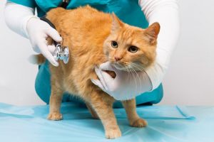 vet clinics that declaw cats near me