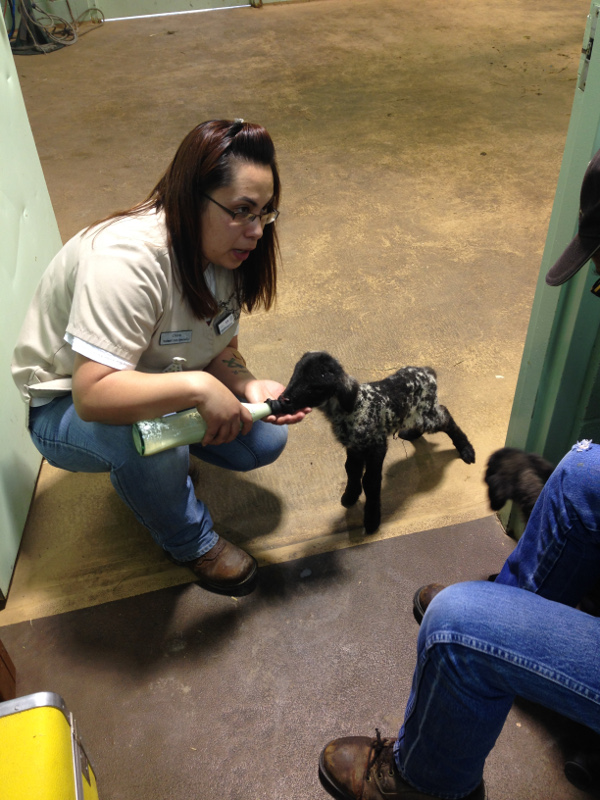 Veterinary Services in Farmington, NM Animal Haven Clinic